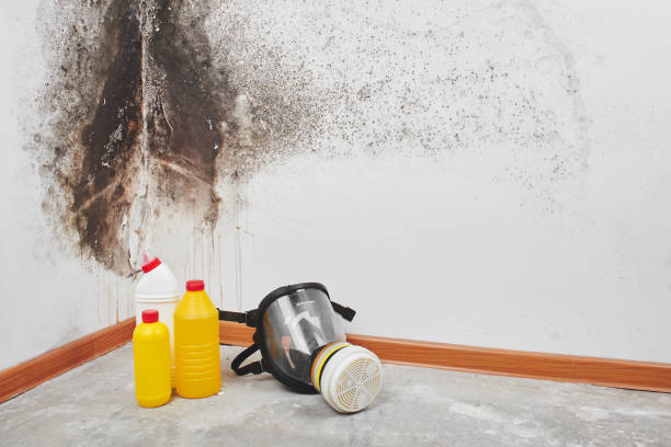 Best Mold Removal Company Near Me  in Mcgehee, AR