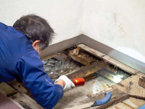 Best Office Mold Removal Services  in Mcgehee, AR
