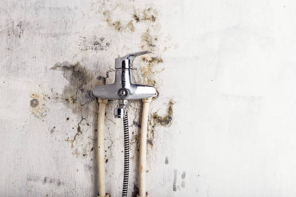 Best Toxic Mold Removal  in Mcgehee, AR