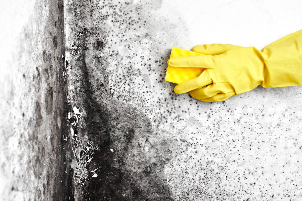 Best Residential Mold Removal  in Mcgehee, AR
