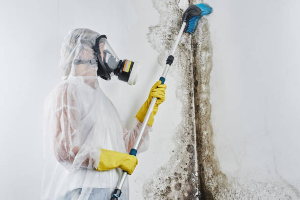 Best Mold Testing  in Mcgehee, AR