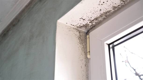 Best Affordable Mold Removal  in Mcgehee, AR