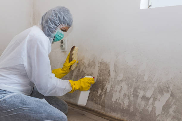 Best Home Mold Removal  in Mcgehee, AR