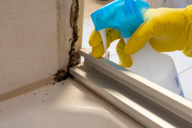 Best Mold Remediation  in Mcgehee, AR