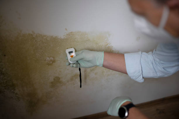 Best Mold Cleaning Services  in Mcgehee, AR