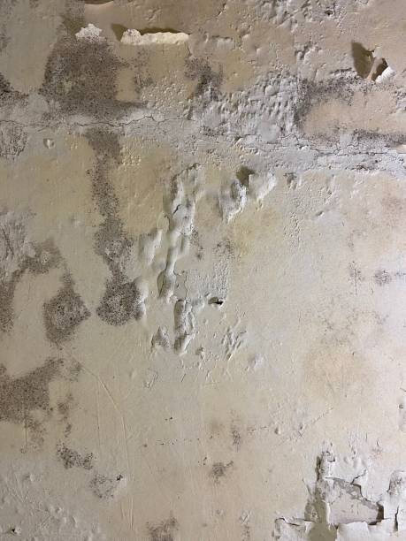 Best Local Mold Removal Service  in Mcgehee, AR