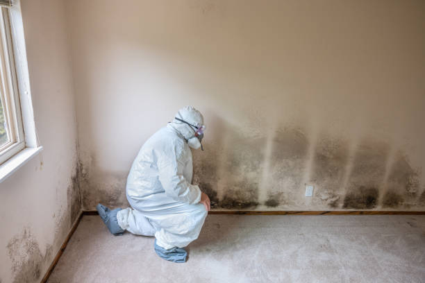 Home Mold Removal in Mcgehee, AR
