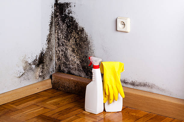 Best Attic Mold Removal  in Mcgehee, AR